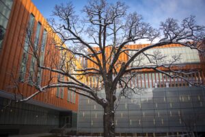 Tree in the ross courtyard in winter