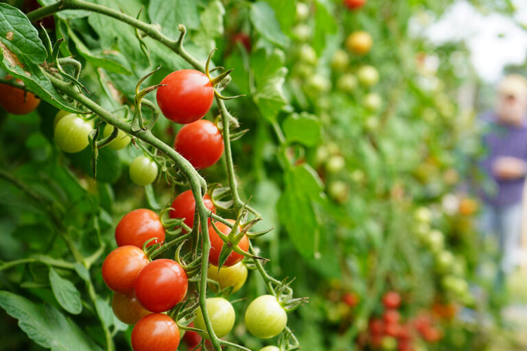 Tomato vine