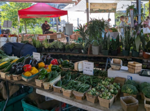 A photo at a farmer's market, where tables hold vegetables, house plants, and fruits. People are walking around in the background, and the table in the foreground features locally grown peppers, brussel sprouts, and eggplants.